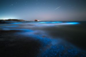 Scenic bioluminescent beach at night